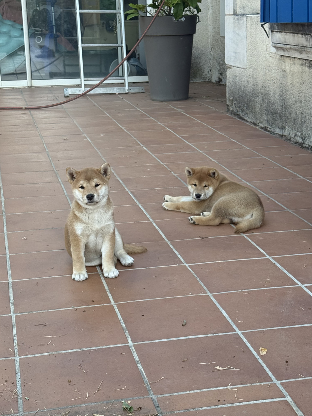 Chiot Shiba De Gadifer De La Salle